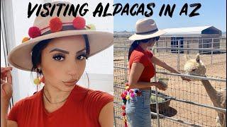 Visiting Alpacas in AZ