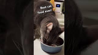 The Best Cat Food, Recommended By Cats