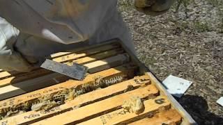 Beekeeping 2015  Hive #6 cleaning & inspection