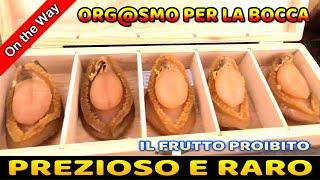 #116 ABALONE il frutto PROIBITO! Costosissimo raro e difficile da allevare! Entro nell'allevamento!