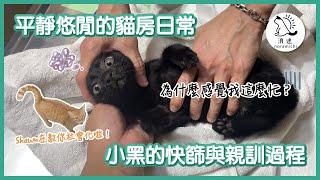 151 平靜悠閒的貓房日常，小黑的快篩與親訓過程｜浪途｜陪伴動物醫院 冠名贊助播出｜小黑特輯1