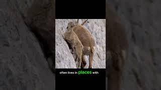 Goats Conquer the Vertical Cliff: A Mountain Goat's Incredible Climbing Skills! ️ #shorts #goat