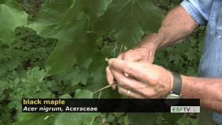 Trees with Don Leopold - black maple