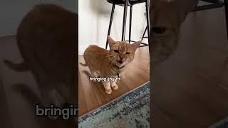 Meet the Singing Cat: Cala's Story