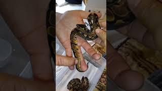 Outback reptiles unboxing. (African Imports)