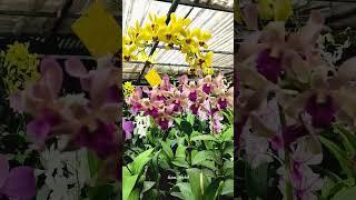 #orchidlovers #orchid #youtube #orchidflower #youtubechannel #youtuber  #orchidworld #smallbusiness