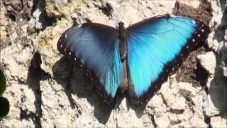 Blue morpho butterfly basking in sun.