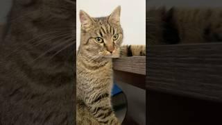 Это последний ролик с бобром #youtube #cat #веселыекоты #shortvideo #кот #видосыоткота #catlover
