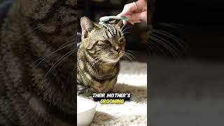 This Simple Trick Makes Your Cat Feel Loved #cat #shorts