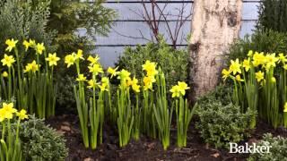 Timelapse - Daffodil