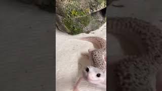 This lizards smiles at humans || Lizard laughing at people || Heart melting salamander