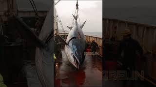 Giant Deep Sea Tuna Caught by Fishermen!#deepseafishing #fishingexploration #giantseacreature