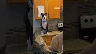 Dog Jumps On Counters Just Like Cat Siblings | The Dodo