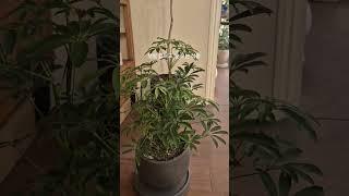 햇빛 없어도 잘 크는 식물   신논현역 그린썸에 오시면  더 많은 식물 소개해드릴께요. #plants #햇빛없어도 잘 크는식물#키우기 쉬운식물#쉐프렐라