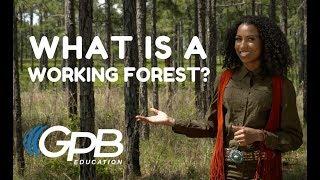 What Is a Working Forest? | Georgia Forests