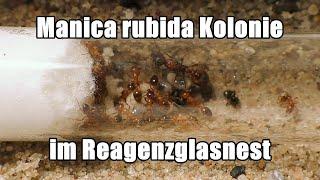 Manica rubida Kolonie im Reagenzglasnest