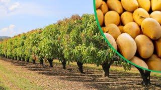 Beautiful Mango Farming In Australia || Best Mango Farm in The World