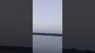 teal hunting at river Indus #viral #trending #shots