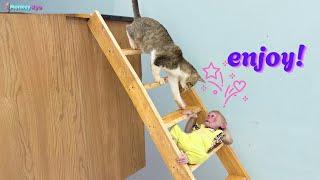 Monkey Kyo invites Kitten to explore new stairs – So funny!