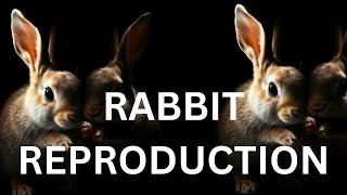 Rabbit Reproduction: A Comprehensive Guide by GNP Sir