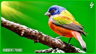 Beautiful Relaxing Music With Bird Sounds  Piano Music, Positive Energy For Morning, Study and Wo