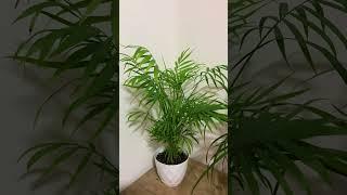  ДЕНЕЖНАЯ ВОДА ДЛЯ ПОЛИВА РАСТЕНИЙ #вода #цветы #деньги #благополучие #процветание #изобилие