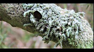 Physcia adscendens  on vitex agnus castus   Greece by Theo