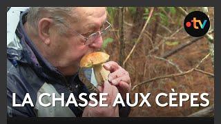 Saison des cèpes : de la forêt à l'assiette