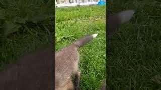 Puppy Play: Young Foxes Hamas and Hezbollah Frolic in the Grass