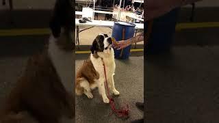 St. Bernard Reluctantly Doesn’t Take Food from Stranger