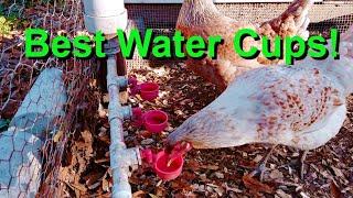 Rent a Coop Watering Cups | Best Watering Cups for Chickens!