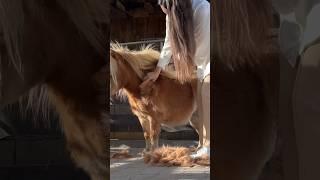 Am Ende kurz mein neues Pferd exposed  #fellwechsel #equestrian #minishetty #fail #fun #horses