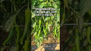 장마 시작 전 고추밭 배수로 정비는 필수