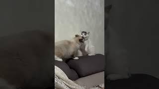 cats fighting #cat #funny #pets