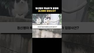 커뮤인이 사이다 날린 길고양이 입양사건