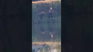 сазан,карп, fishing...