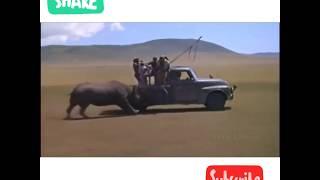 Viral video : Elephant attacking people, animals attaking cars