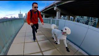 Instant Friendship!! GIANT Puppy And The Skater