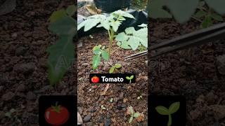  Caring for tomato plants before fruiting #tomatoesplants