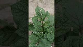 Шок!  Кто ест картофель? #дача #огород #картофель #вредители #лист #урожай #garden