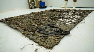 Cleaning Satisfying Muddy Carpet Rescued From Flood ! Oddly Satisfying Carpet Cleaning ASMR