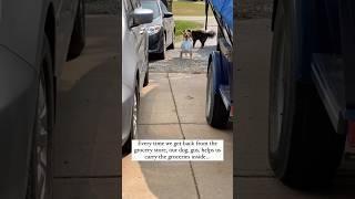 Dog is good helper #dog #pets #funny
