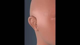 Human Ear Balancing
