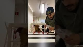 TESTING MY DOGS LOYALITY #tiktok #dog