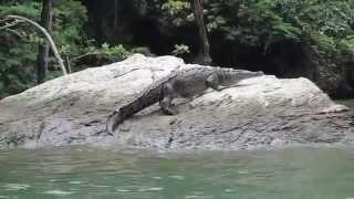 Sumidero Canyon Crocodile | sightDOING