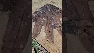 50 million years old fossil leaves