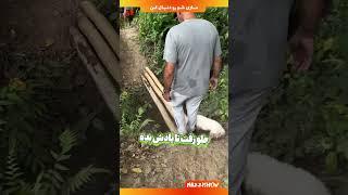 پل ترسناک برای یه سگ کوچولو! ( wylleyviz )