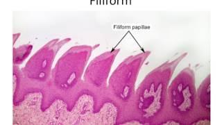 Histology- Taste Buds and Lingual Papillae