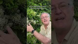 Pyracantha Firethorn  very tough. Plant. #gardeningforbeginners #garden #gardeningplants