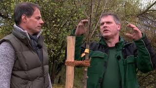 Obstbäume schneiden - Teil 2: Pflanzung und Pflanzschnitt
